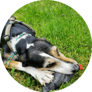 Primel mit Futterbeutel Harmonic Dogs